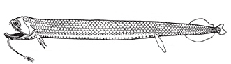 Familia Stomiidae_claves.jpg